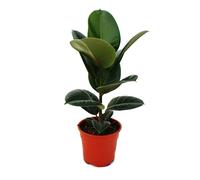 Caoutchouc - Ficus elastica "Robusta" - Pot de 17cm