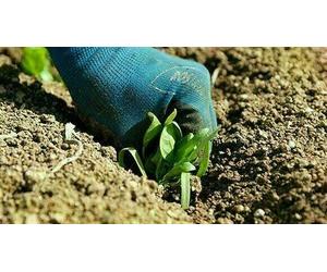 Cap Adrénaline Apprenez à créer un potager près de Paris