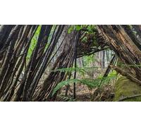 Cap Adrénaline Atelier Bushcraft et vie sauvage à Floirac près de Bordeaux