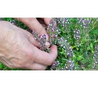 Cap Adrénaline Atelier cueillette et cuisine végétale des plantes sauvages à Grandfontaine près de Strasbourg