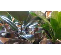 Cap Adrénaline Atelier de création d'un Kokedama à Bordeaux