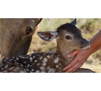Cap Adrénaline Atelier Soigneur d'un jour dans un centre animalier près d'Orléans