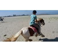 Cap Adrénaline Balade à cheval accompagnées à Plouguerneau - Circuit plage ou campagne