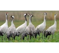 Cap Adrénaline Balade à la rencontre des grues cendrées à Nevers