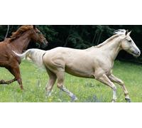 Cap Adrénaline Balade aventure à cheval de deux heures dans les sentiers Savoyard à Cruseilles