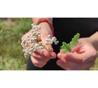 Cap Adrénaline Balade botanique et découverte des plantes sauvages dans une micro-ferme près de Limoges
