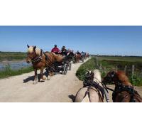 Cap Adrénaline Balade en calèche près de Montpellier à la découverte de la Camargue