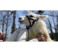 Cap Adrénaline Balade insolite avec des lamas près de Besançon