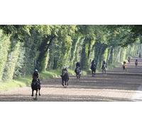 Cap Adrénaline Découverte du centre d'entrainement et des coursesau galop à l'Hippodrome de Chantilly
