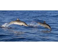 Cap Adrénaline Excursion en catamaran à la rencontre des dauphins aux Anses-d'Arlet en Martinique
