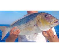 Cap Adrénaline Pêche au gros - sortie privée en bateau en Corse à Tizzano - Sartène