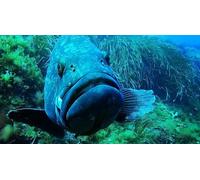 Cap Adrénaline Plongée à La Londe-les-Maures dans la rade d'Hyères.