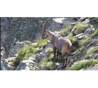 Cap Adrénaline Randonnée faune sauvage du Mercantour avec guide naturaliste à Allos