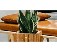 Cap Adrénaline Réflexologie plantaire à Morangis