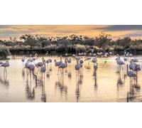 Cap Adrénaline Safari en 4x4 à Aigues-Mortes à la découverte de la Camargue