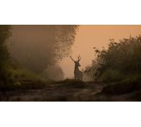 Cap Adrénaline Soirée à la lanterne et brame du cerf à Nevers