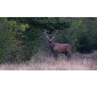 Cap Adrénaline Sortie brame et observation du cerf dans la Forêt des Bertranges près de Nevers