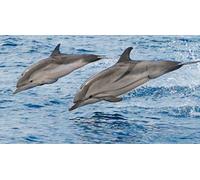 Cap Adrénaline Sortie d'observation en bateau des Dauphins et Baleines à Cannes