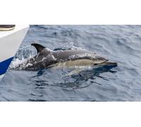 Cap Adrénaline Sortie en bateau à la découverte de la faune marine de la Côte Basque depuis Hendaye