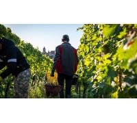 Cap Adrénaline Vendangeur d'un Jour dans un domaine viticole à Zellenberg près de Colmar
