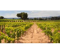 Cap Adrénaline Visite de domaine et dégustation de vins à Tavel près d'Avignon