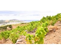 Cap Adrénaline Visite-dégustation au sein d'un domaine viticole à Banyuls-sur-Mer