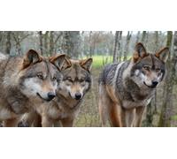 Cap Adrénaline Visite guidée au sein d'un parc d'animaux de cinéma à Sury-aux-Bois