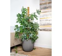 Capi Jardinière Groove 35x34 cm Anthracite