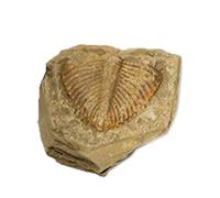 CAPS 1 pièce naturelle de queue de trilobites fossiles anciens collection d'échantillons d'enseignement