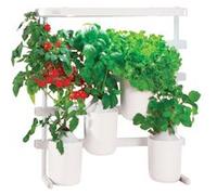 Capsule Prêt à Pousser Mini-Tomates G