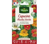 Capucine Alaska Variée