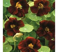 Capucine Black Velvet Flower/Long Blooming réensemencement annuel (30 graines)