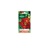 Vilmorin - Sachet graines Capucine Lobb Spitfire