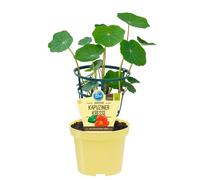 Capucine de qualité- Tropaeolum majus - Plante aromatique en pot de 12cm