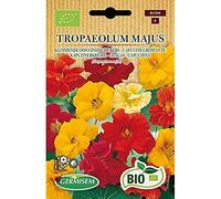 Capucine grimpante Tropaeolum majus