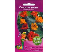 Capucine naine Tom pouce variée