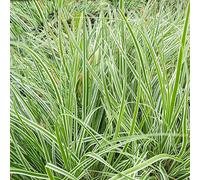 Carex oshimensis 'Everest', laîche du Japon rustique et persistante