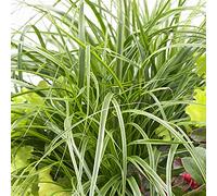 Carex oshimensis 'Everlime' - Une laîche ornementale et rustique