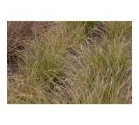 Carex Prairie Fire Carex Carex en bronze, en pot de 11 cm, qualité jardinier de Blumen Eber - 11 cm