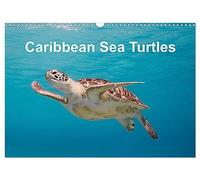 Caribbean Sea Turtles (Wall Calendar 2026 DIN A3 landscape), CALVENDO 12 Month Wall Calendar: Magical encounter with sea turtles!
