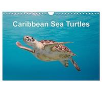 Caribbean Sea Turtles (Wall Calendar 2026 DIN A4 landscape), CALVENDO 12 Month Wall Calendar: Magical encounter with sea turtles!