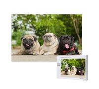 Carlin Amitié Bokeh Chiens Animaux Amis Carlin,Puzzle Familial en Bois de 1 000 pièces pour Adultes et Adolescents, décoration d'intérieur