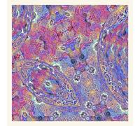 Carlos Niño & Friends - Placenta