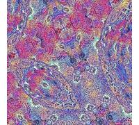 CARLOS NINO & FRIENDS - Placenta (Exclusive Purple [Vinyl] [Import]