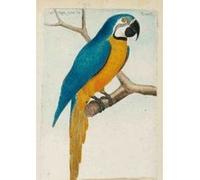 Carnet Blanc, Ara bleu, dessin 18e siècle François-Nicolas Martinet (Illustration)
