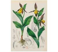 Carnet Blanc, Orchidée jaune, dessin 19e siècle - Jean-Baptiste Barla - Hachette Bnf - broché - Livre
