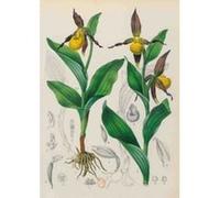 Carnet Blanc, Orchidée jaune, dessin 19e siècle Jean-Baptiste Barla (Illustration)