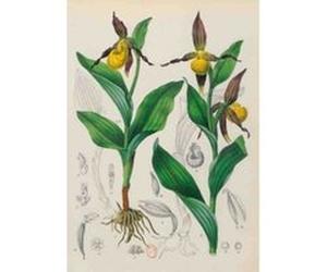 Carnet Blanc, Orchidée jaune, dessin 19e siècle Jean-Baptiste Barla (Illustration)