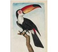 Carnet Blanc, Toucan, dessin 18e siècle François-Nicolas Martinet (Illustration)