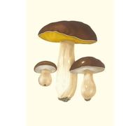Carnet Champignons comestibles et vénéneux